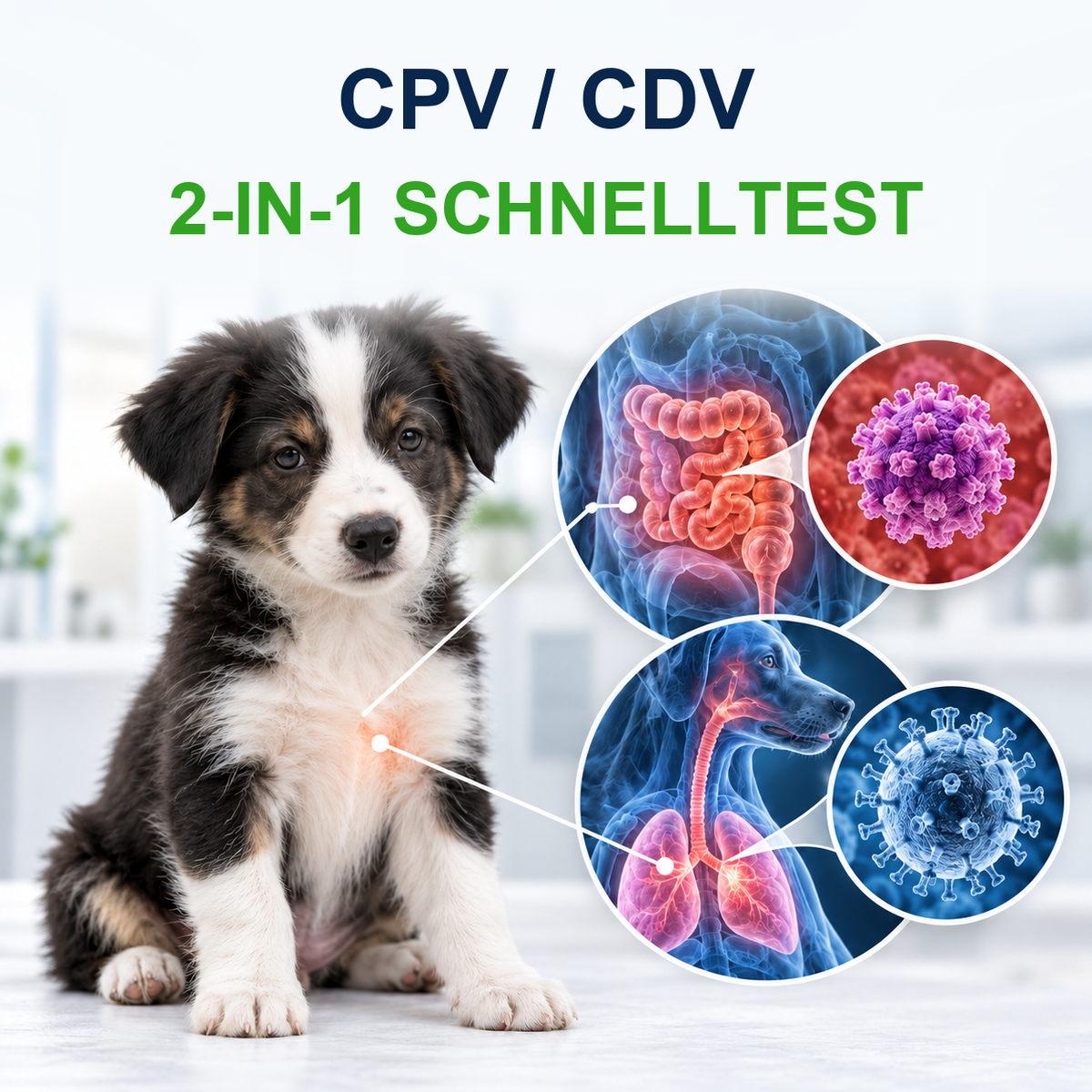 MancsLab CPV/CDV 2-in-1 Parvovirus- und Staupe-Schnelltest für Hunde – Illustration mit deutscher Beschriftung